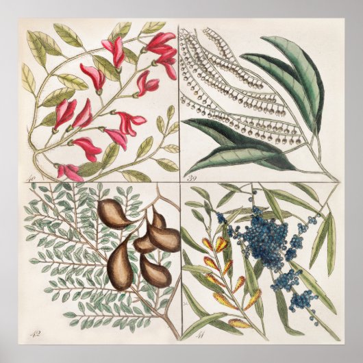  botanische illustratie poster (Voorkant)