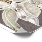  botanische illustratie poster (Hoek)