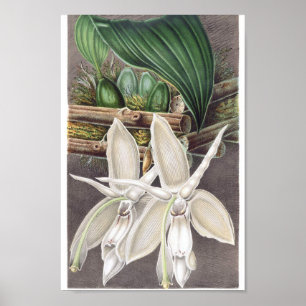  botanische illustratie poster