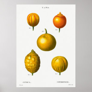 botanische illustratie poster