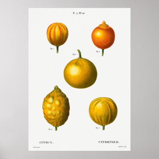 botanische illustratie poster (Voorkant)
