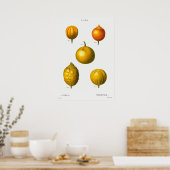  botanische illustratie poster (Keuken)