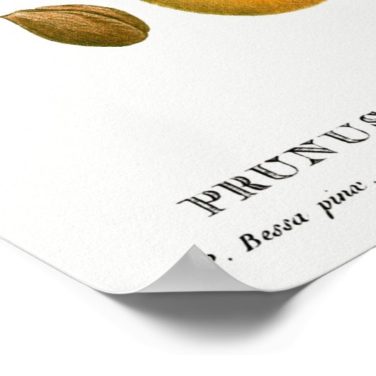  botanische illustratie poster (Hoek)