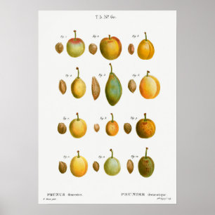 botanische illustratie poster