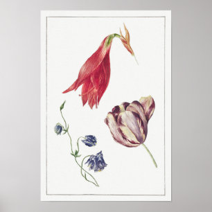  botanische illustratie poster