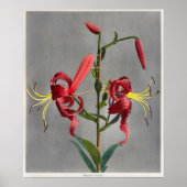  botanische illustratie poster (Voorkant)