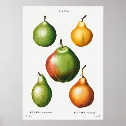  botanische illustratie poster (Voorkant)