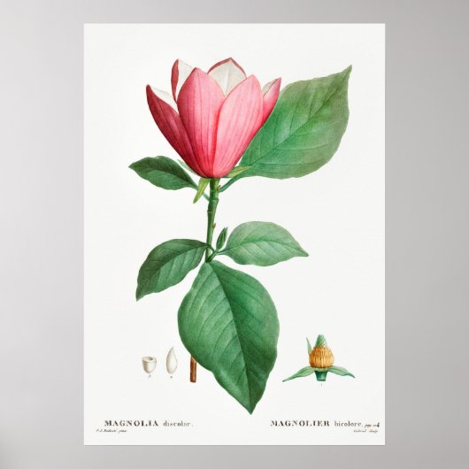  botanische illustratie poster (Voorkant)