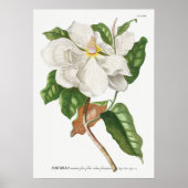 botanische illustratie poster (Voorkant)
