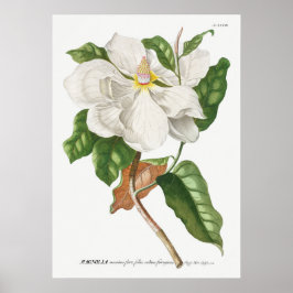 botanische illustratie poster