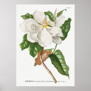  botanische illustratie poster