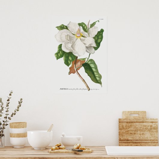 botanische illustratie poster (Keuken)