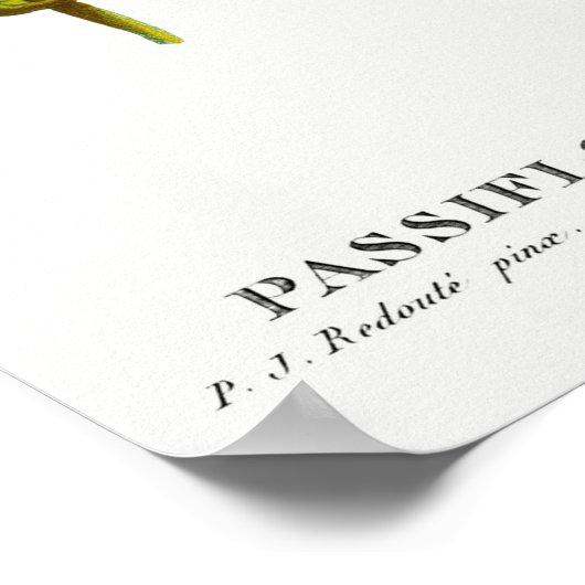 botanische illustratie poster (Hoek)