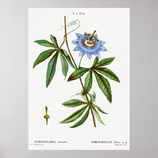  botanische illustratie poster (Voorkant)
