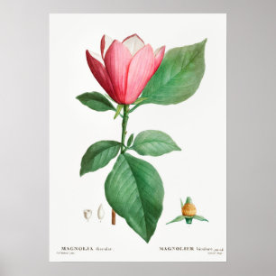 botanische illustratie poster