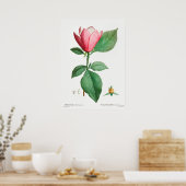  botanische illustratie poster (Keuken)