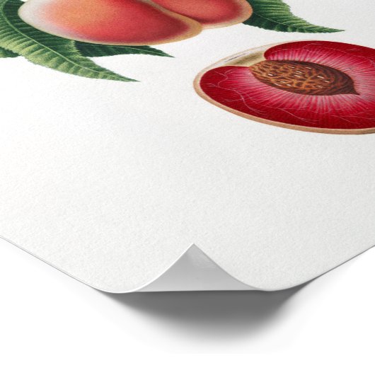 botanische illustratie poster (Hoek)