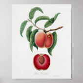  botanische illustratie poster (Voorkant)
