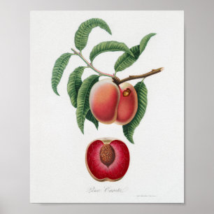 botanische illustratie poster