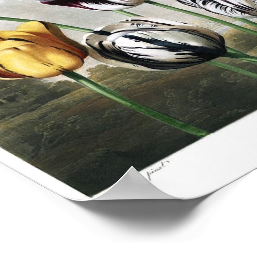  botanische illustratie poster (Hoek)