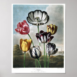 botanische illustratie poster
