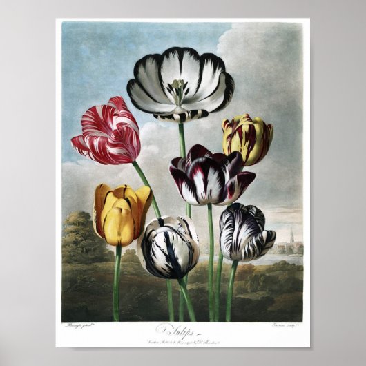 botanische illustratie poster (Voorkant)