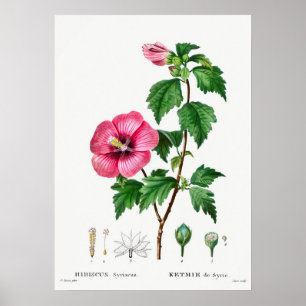 botanische illustratie poster