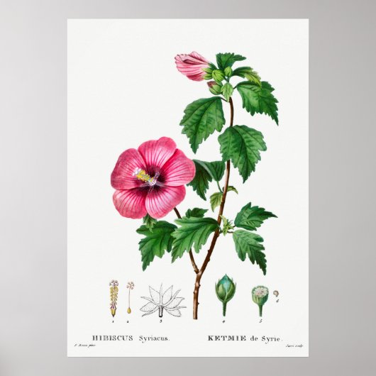  botanische illustratie poster (Voorkant)