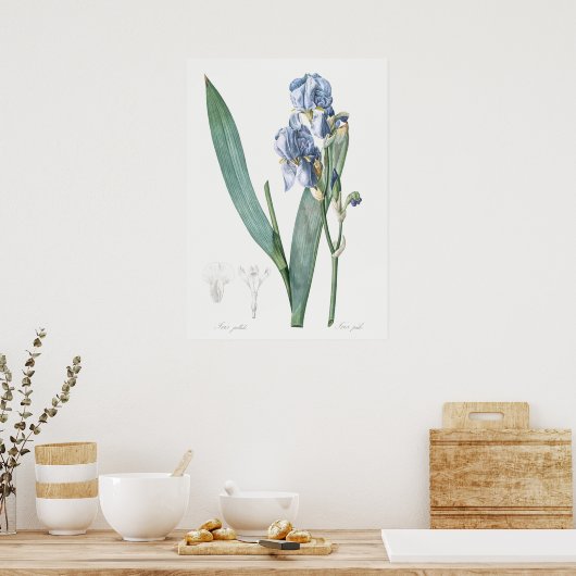  botanische illustratie poster (Keuken)