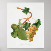  botanische illustratie poster (Voorkant)