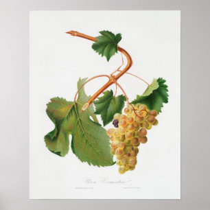 botanische illustratie poster