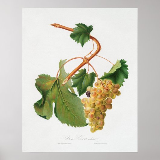  botanische illustratie poster (Voorkant)