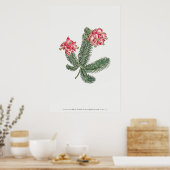 botanische illustratie poster (Keuken)