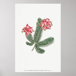 botanische illustratie poster