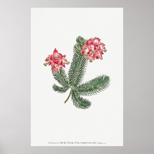 botanische illustratie poster (Voorkant)
