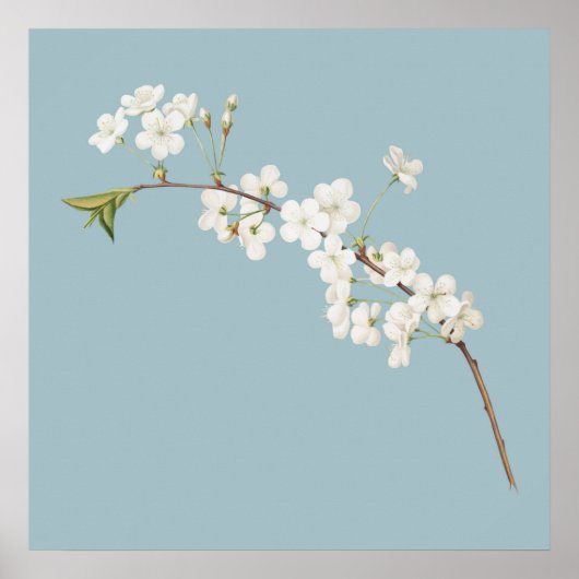 Botanische illustratie poster (Voorkant)