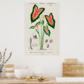 botanische illustratie poster (Keuken)