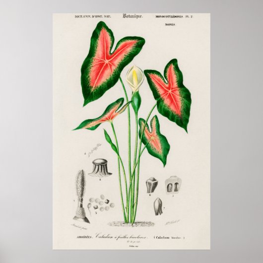 botanische illustratie poster (Voorkant)