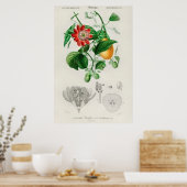  botanische illustratie poster (Keuken)