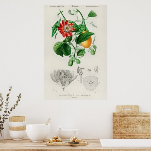  botanische illustratie poster (Keuken)