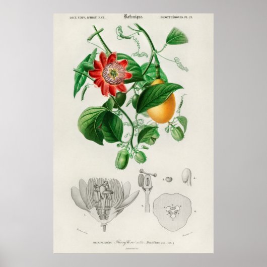  botanische illustratie poster (Voorkant)