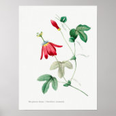  botanische illustratie poster (Voorkant)