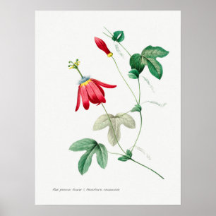 botanische illustratie poster