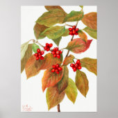  botanische illustratie poster (Voorkant)