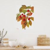  botanische illustratie poster (Keuken)