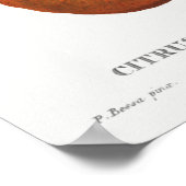  botanische illustratie poster (Hoek)