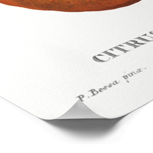  botanische illustratie poster (Hoek)