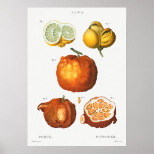 botanische illustratie poster