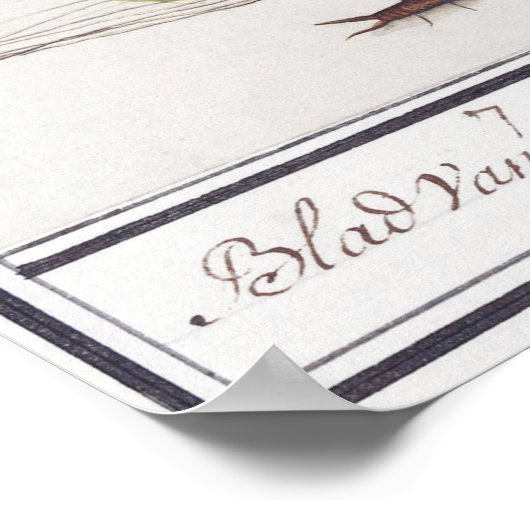 botanische illustratie poster (Hoek)