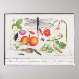  botanische illustratie poster